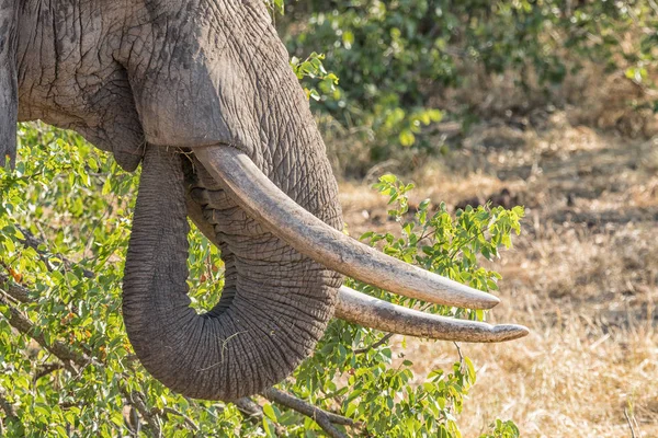 Close-up van slagtanden en romp van een Afrikaanse olifant — Stockfoto