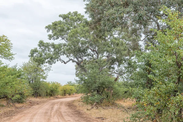 Road S48 landscape with a giraffe hiding behind a tree — Stock Photo, Image