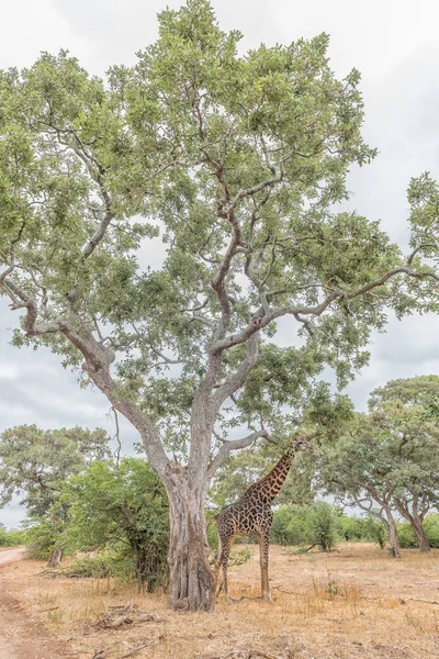 Jirafa sudafricana de pie debajo de un gran árbol — Foto de Stock