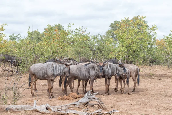 Manada de ñus azul, también llamado ñu brindled —  Fotos de Stock