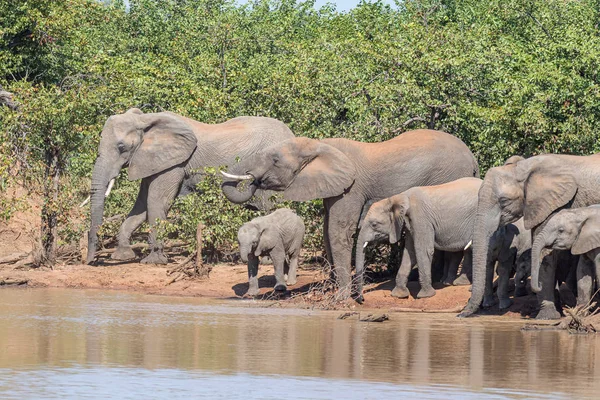 Stádo afrických slonů v temných Přehradech — Stock fotografie