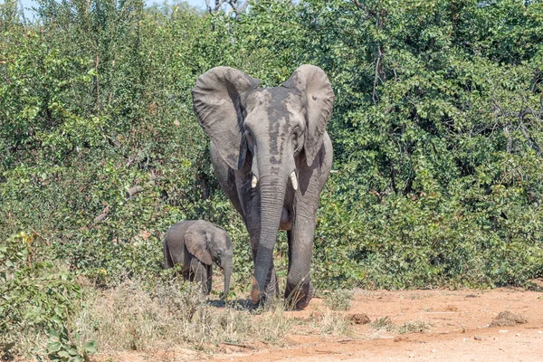 Afrikaanse olifant koe, Loxodonta Africana, en kalf — Stockfoto
