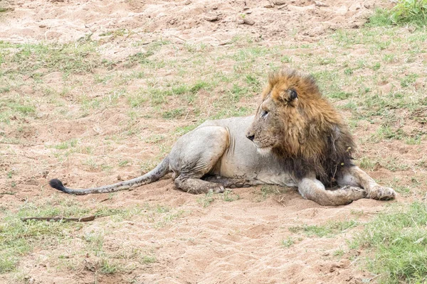 傷ついた雄ライオンを振り返る — ストック写真
