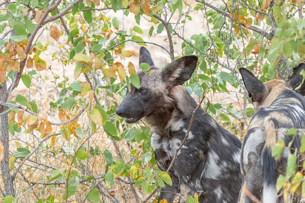 Perros salvajes, también llamados perros pintados, entre arbustos mopani — Foto de Stock