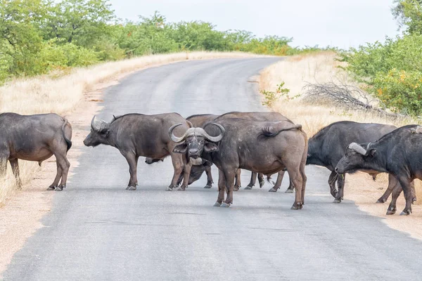 Mandria di bufali del Capo, Syncerus caffer, attraversando una strada — Foto Stock