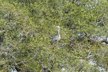 gri balıkçıl, bir ağaçta ardea cinerea 
