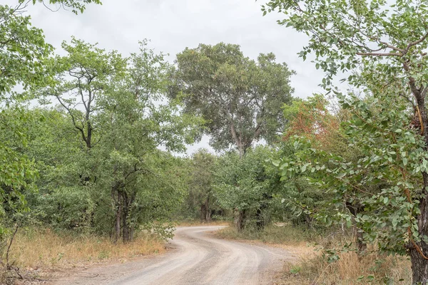 Gravel road landscape winding between trees — Stock Photo, Image