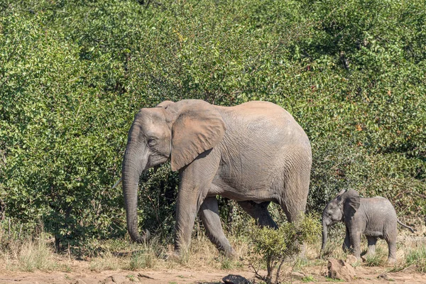 Afrikaanse olifant koe en kalf wandelen bij Sable dam — Stockfoto