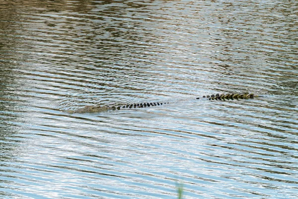 Krokodyl nilowy częściowo zanurzony w wodzie — Zdjęcie stockowe