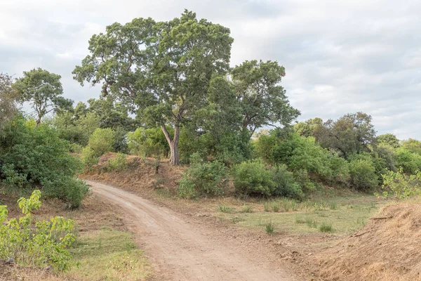 Paesaggio stradale con alberi e un fiume asciutto vicino a Letaba — Foto Stock