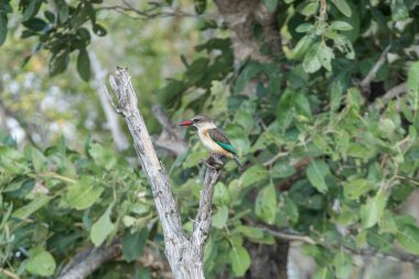 Bir ağaç dalı üzerinde kahverengi kapüşonlu Kingfisher