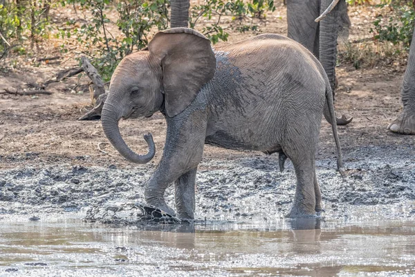 Ternero elefante africano en una piscina fangosa — Foto de Stock