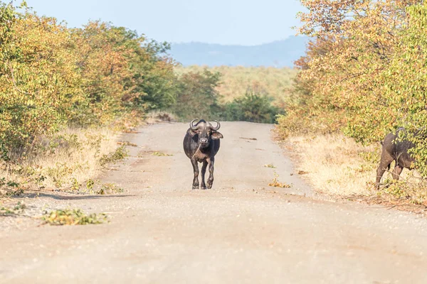 Cape Buffalo wandelen op een onverharde weg towartds de camera — Stockfoto