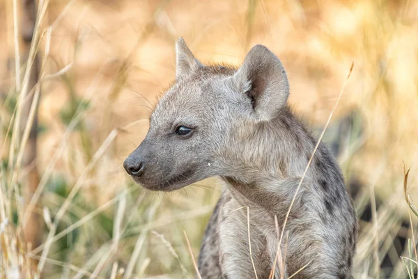 Närbild av en Fläckig hyena unge tittar i sidled — Stockfoto