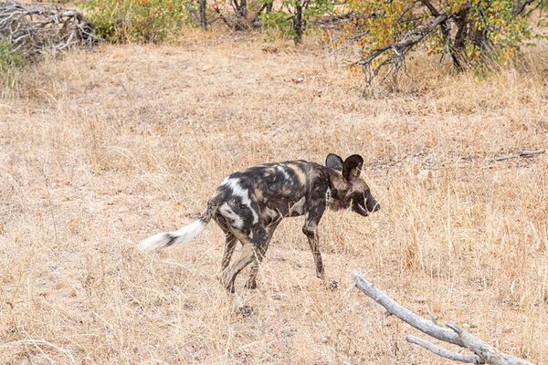 Männlicher Wildhund, auch gemalter Hund genannt, geht im Gras spazieren — Stockfoto