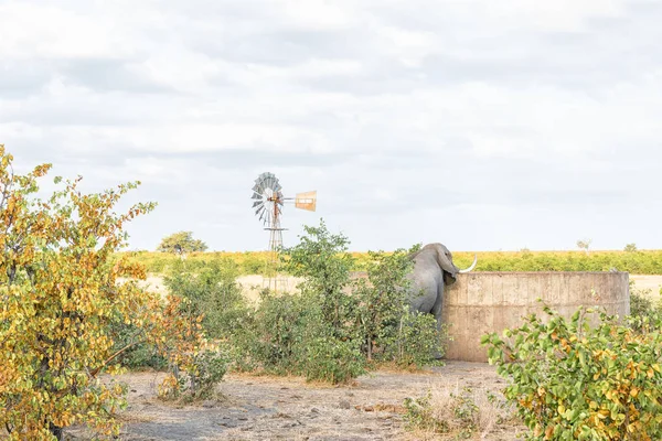 Ein afrikanischer Elefant trinkt Wasser aus einem Betonspeicher — Stockfoto