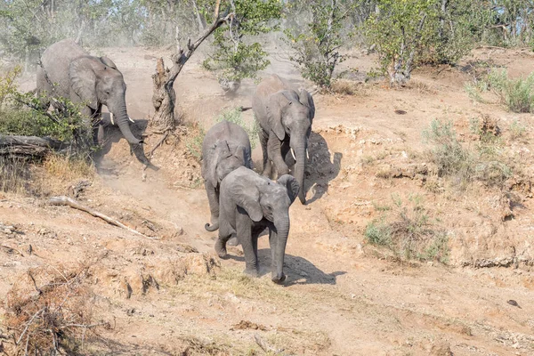 African elephants, Loxodonta africana, walking down hill — Stock Photo, Image