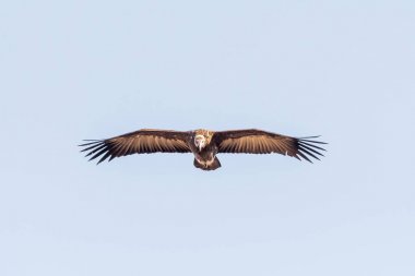 Uçarken akbaşlı akbaba