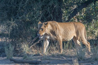 Dişi aslan, Panthera leo, tam göbekli, yürüyen