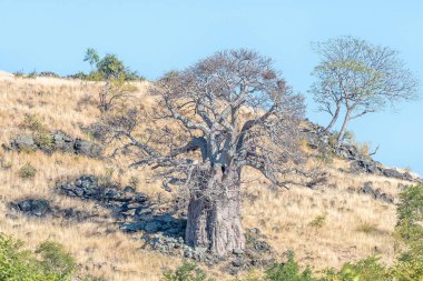 Baobab ağacı, Adansonia digitata, bir tepenin yamacında