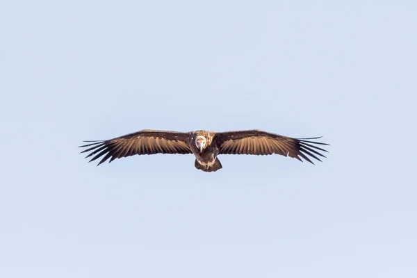 White-headed vulture in flight — Stock Photo, Image