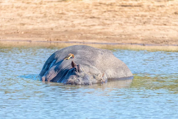 Hipona durmiendo en una piscina — Foto de Stock