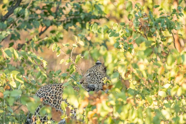 Leopardo, Panthera pardus, escondendo-se atrás de arbustos mopani e olhar — Fotografia de Stock
