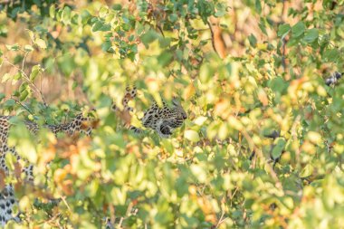 Bir leopar, Panthera pardus, mopani çalıların arkasına saklanıyor.