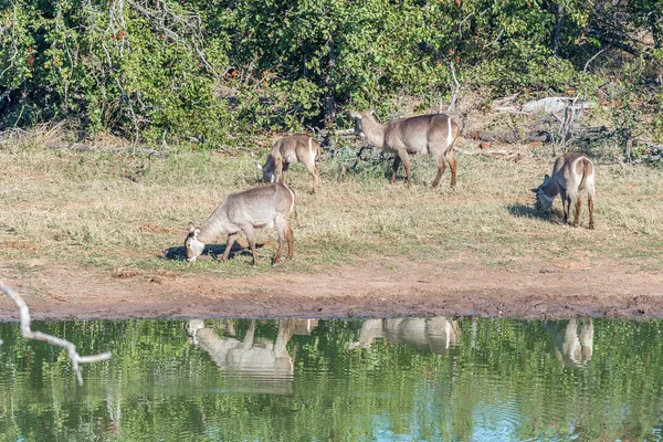 Vacche e vitelli Waterbuck al pascolo vicino alla diga Pioneer — Foto Stock