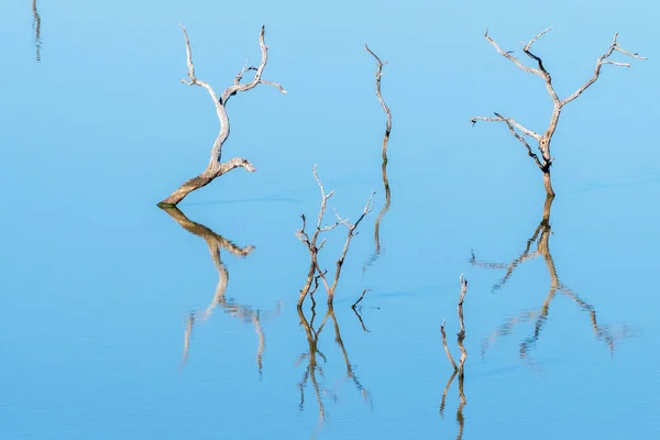 Árboles muertos en una presa, con sus reflejos visibles — Foto de Stock