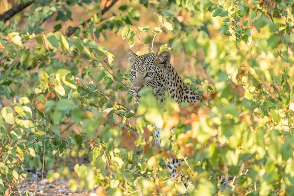 Egy leopárd, Panthera pardus, mopani bokrok mögé bújva — Stock Fotó