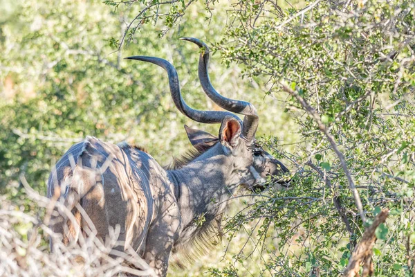 Grand taureau kudu naviguant sur un buisson — Photo