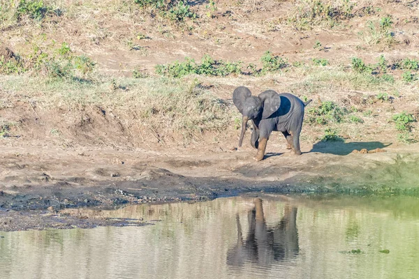 Afrikaanse olifant kalf lopen naast de Shingwedzi rivier — Stockfoto
