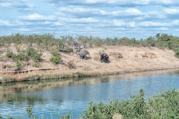 Elefanti africani, Loxodonta africana, sulle rive di un fiume — Foto Stock