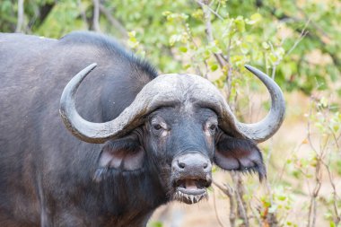 Cape Buffalo kameraya bakıyor