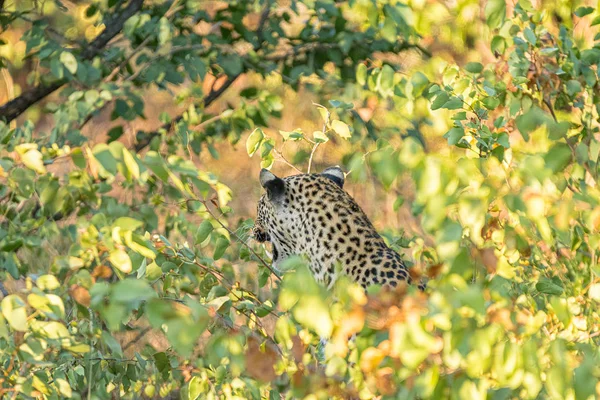 A leopard, Panthera pardus, hiding behind mopani bushes and grow — Stock Photo, Image