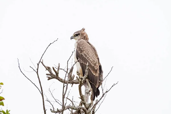Águila marcial en un árbol, mirando a la izquierda —  Fotos de Stock