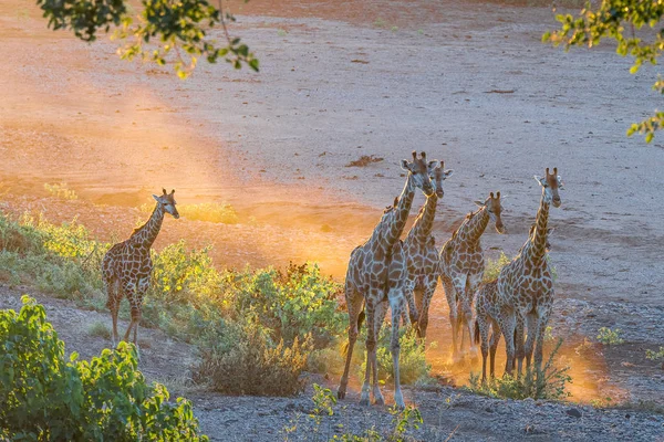 Giraffe herd in the last rays of sunlight — Stock Photo, Image