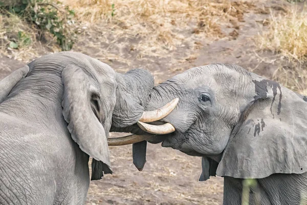 Dos elefantes africanos probando su fuerza en una pelea — Foto de Stock