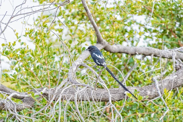 Skata, Corvinella melanoleuca, i ett träd — Stockfoto