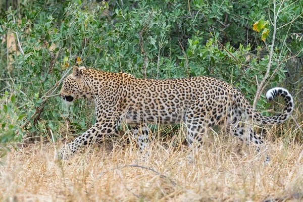 Leopard, Panthera pardus, with curved tail, walking between gras — Stock Photo, Image