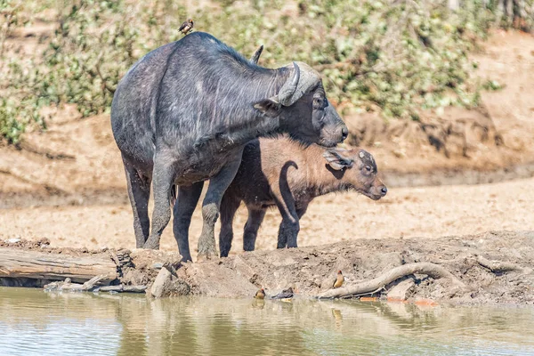 Vaca de búfalo y ternera en una presa —  Fotos de Stock