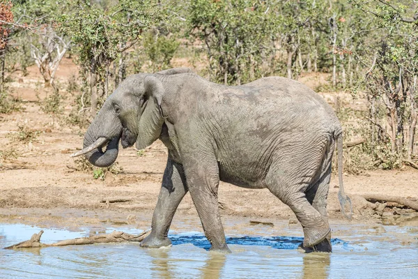 Muddy african elephant. Loxodonta africana, drinking water — Stock Photo, Image