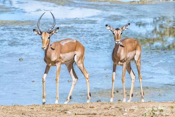 Impala bélier et brebis à côté d'un barrage — Photo