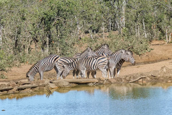 Herd of Burchells Zebras next to a dam — Stock Photo, Image