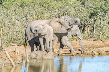Üç Afrika fili, Loxodonta africana, içme suyu