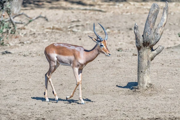 Impala ram passando por um toco de árvore morta — Fotografia de Stock