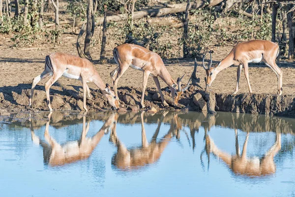 Dos carneros de impala y una oveja, con reflejos, beber — Foto de Stock