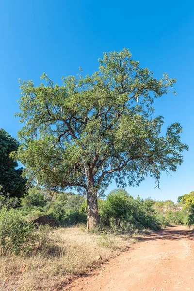 Wurstbaum, kigelia africana, neben einer Schotterstraße — Stockfoto