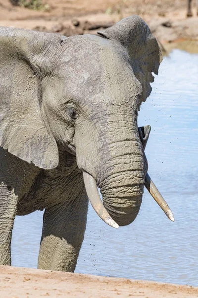 Agua potable de elefante africano mohoso —  Fotos de Stock